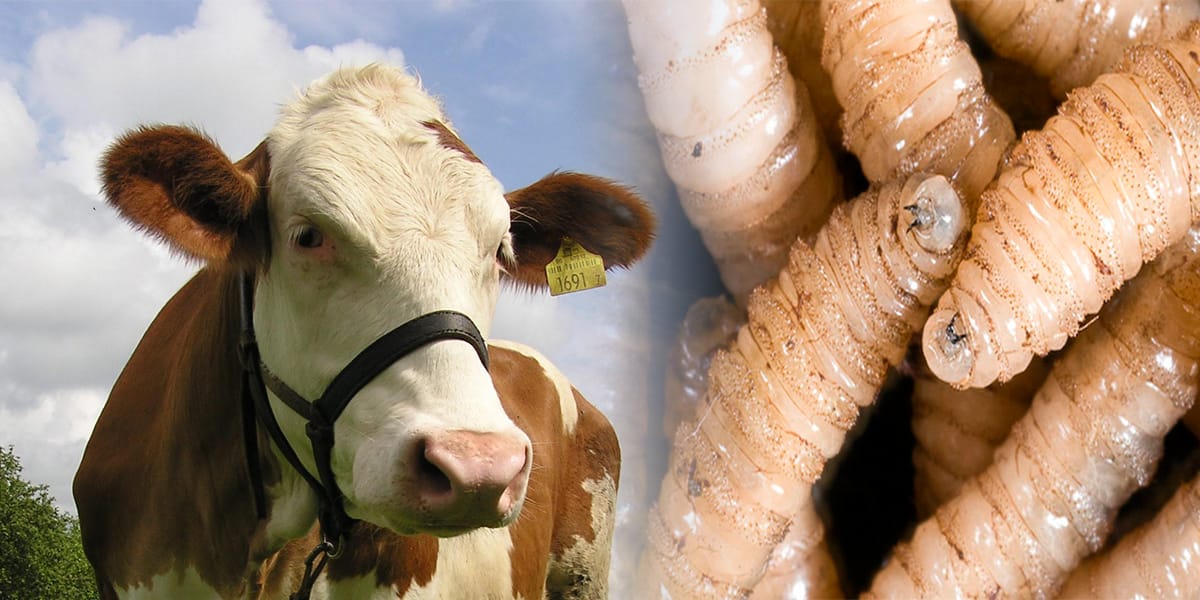 México reporta una reducción del 28 % en plaga ganadera gracias a plan conjunto con EE.UU.