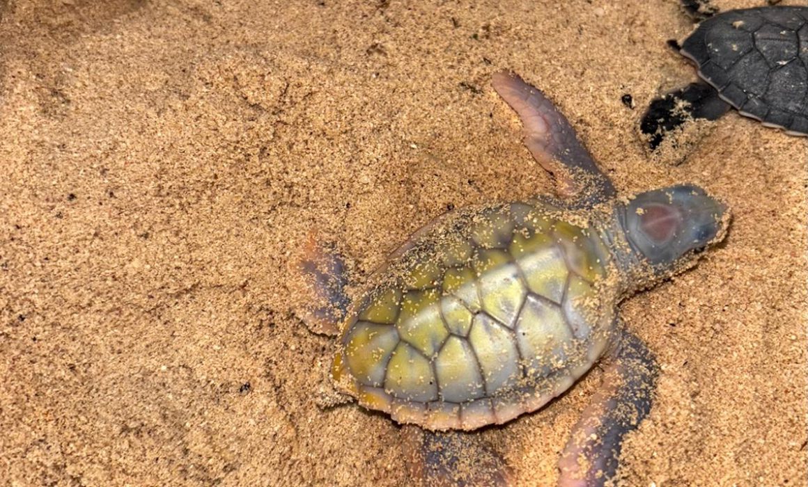 Registra la FPMC nacimiento de tortuga albina en Cozumel