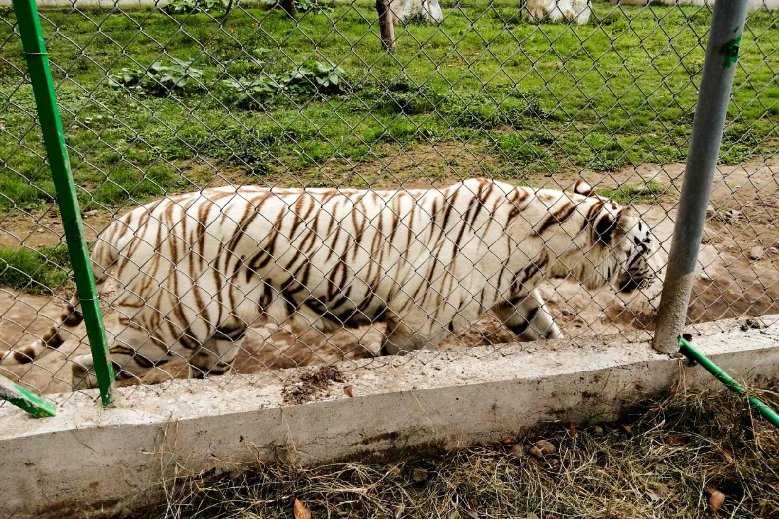 Hallan muerto al tigre de bengala que se había fugado de zoológico de Puebla tras las fuertes lluvias