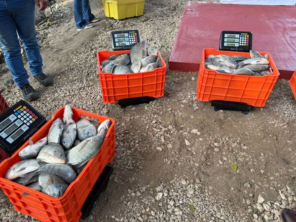 Arranca primera cosecha de tilapia del programa “Pescando Vida” en Jonuta