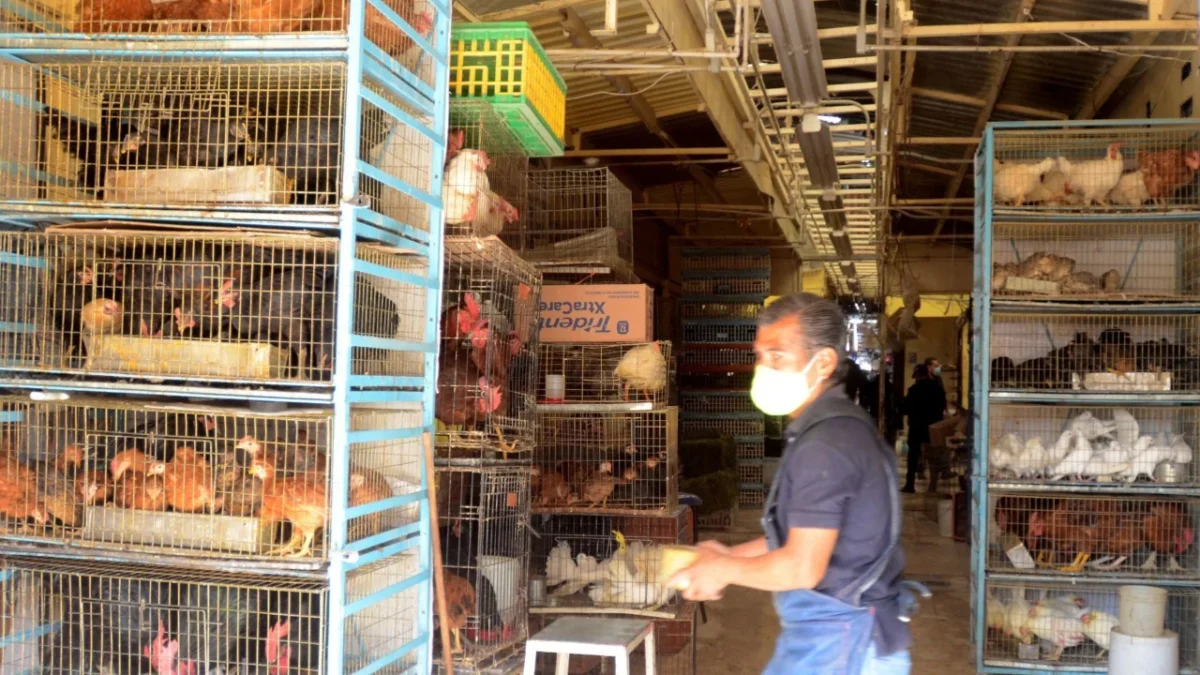 Anuncian prohibición de venta de animales en el Mercado de Sonora a partir de 2026