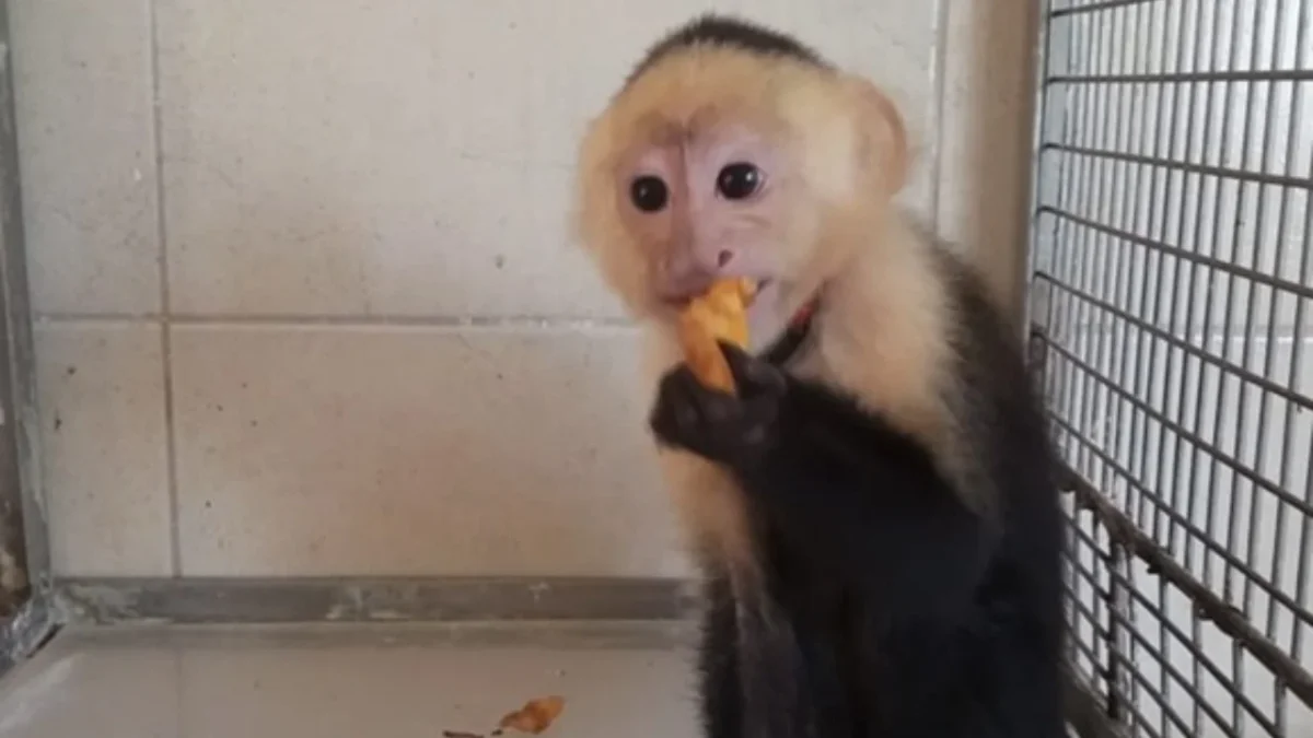 Detienen a dos hombres en CDMX por transportar fauna silvestre en cajas de plástico