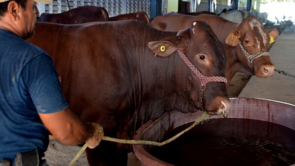 Reportan aumento de casos de gusano barrenador en Yucatán