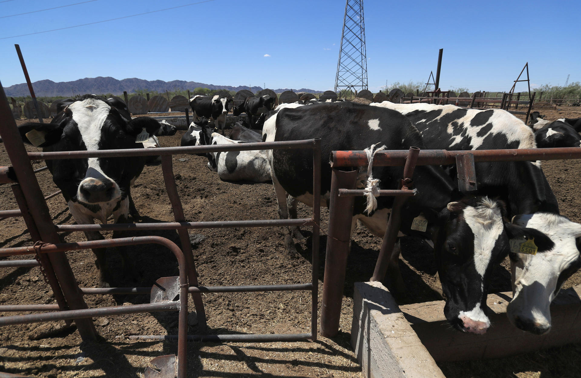 Texas pide abrir la frontera a ganado mexicano “lo antes posible”