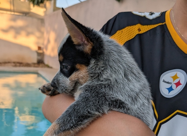 Detienen y luego liberan a presunto agresor de la perrita Sicilia