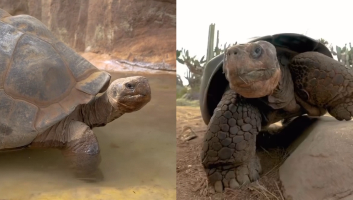 Muere la tortuga “Gramma”, la residente más longeva del Zoo de San Diego, a los 141 años