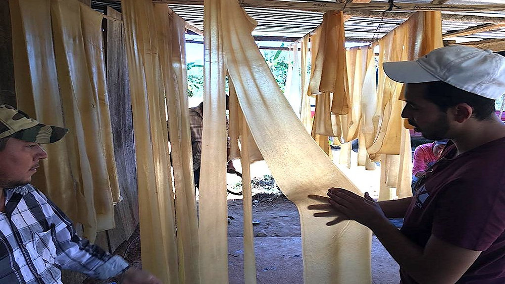 Industria llantera reforzará la compra de hule producido en Chiapas