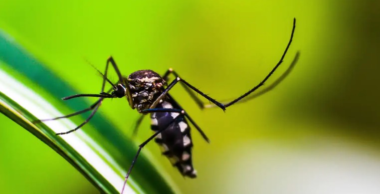 Cuba suma 870 nuevos casos de dengue y chikunguña en un día