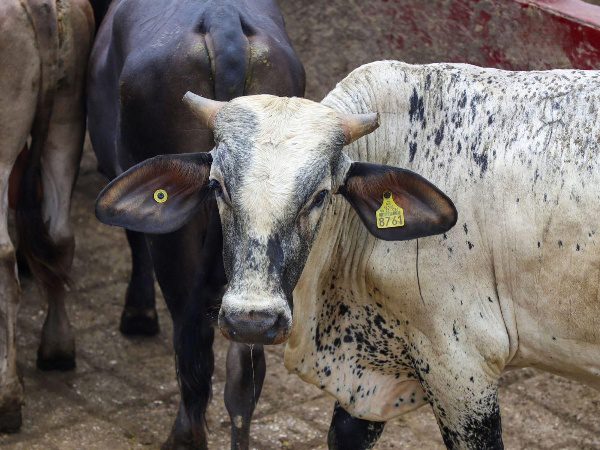 Con inversión de más de 2 mil mdp, gobierno evita dispersión de gusano barrenador al norte del país