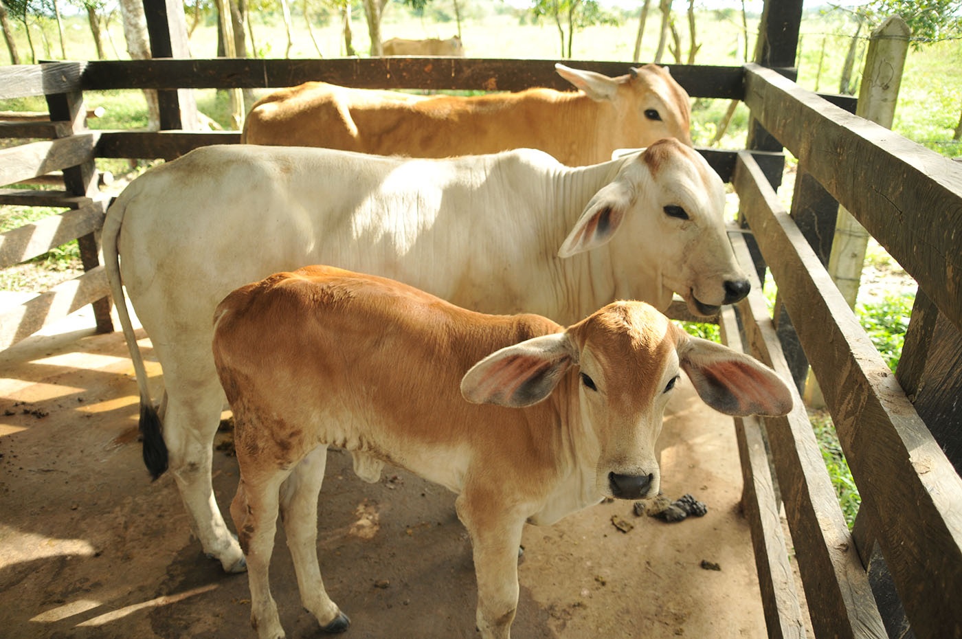 Refuerzan controles sanitarios al ganado que participará en la Feria Chiapas 2025