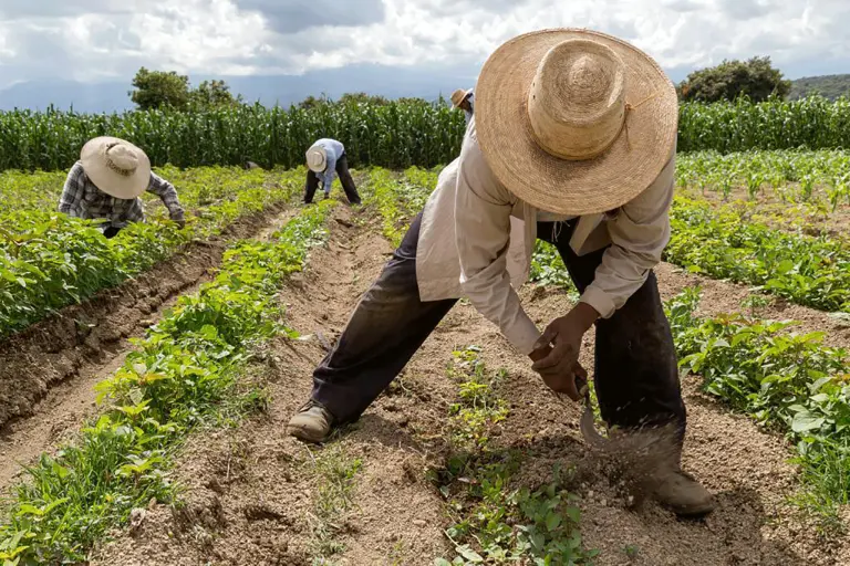 Unos 40 mil productores en México mantienen producción de alimentos orgánicos en 2025