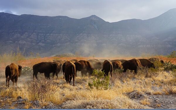 Reintroducen bisontes en Coahuila tras 200 años de ausencia