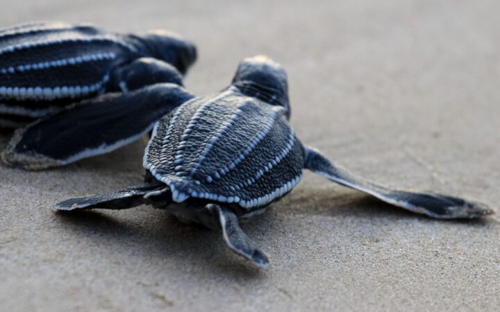 Veinte millones de tortugas marinas nacen gracias a programa de conservación en el Caribe mexicano