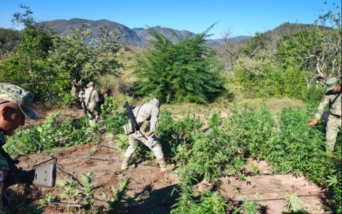 Operativo en Culiacán | Destruyen plantío de marihuana de 120 metros cuadrados