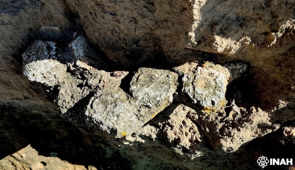 INAH resguarda fósiles encontrados en Puebla