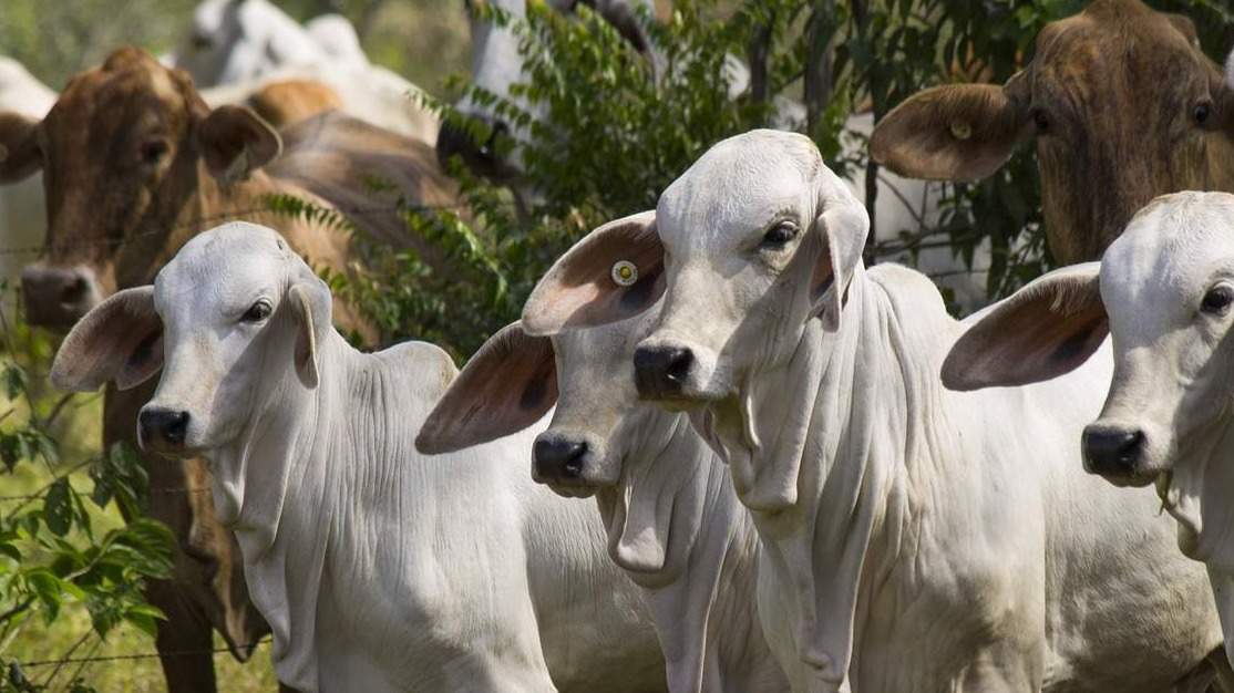 México activa emergencia nacional de sanidad animal por gusano barrenador