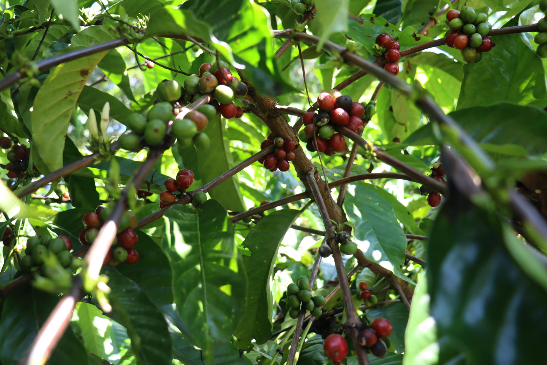 Migrantes haitianos y venezolanos salvan la cosecha de café en el sur de México