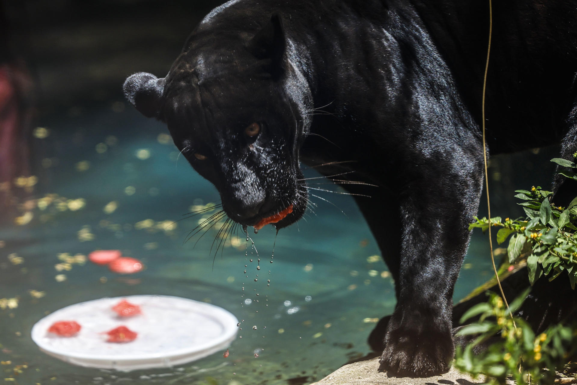 Los animales del zoológico de Río de Janeiro reciben helados en un día con calor récord