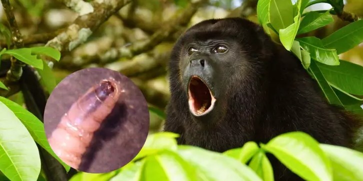 Gusano Barrenador cobra la vida de un mono saraguato en Chiapas