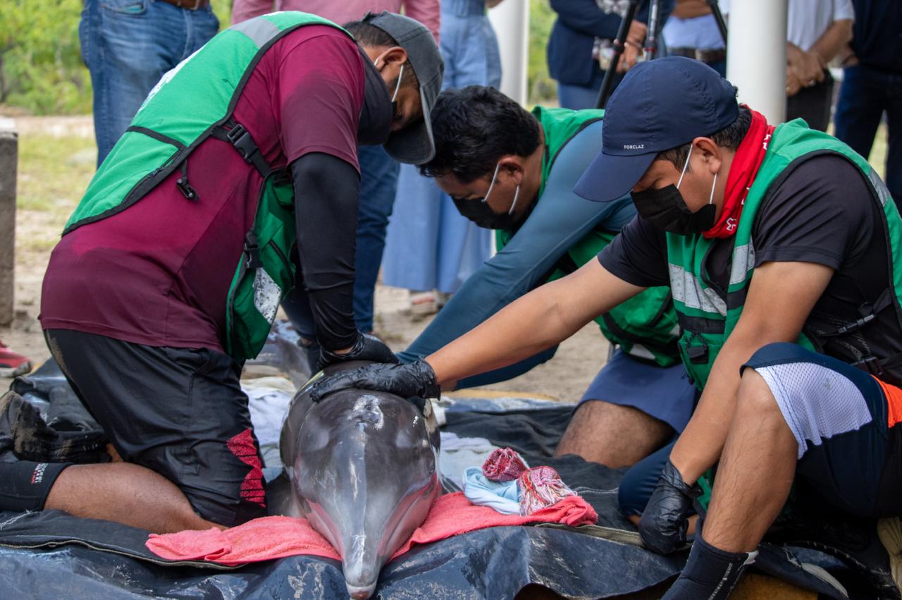 Delfín rescatado en Centla mantiene pronóstico reservado de salud, informa especialista de la UJAT