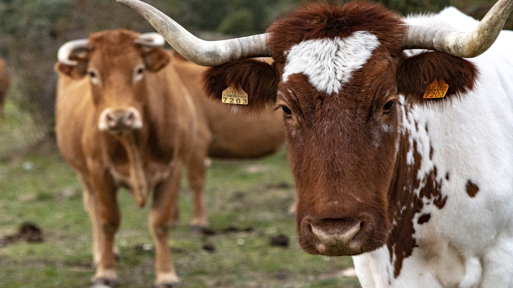 Sur y sureste concentran nuevos contagios de gusano barrenador