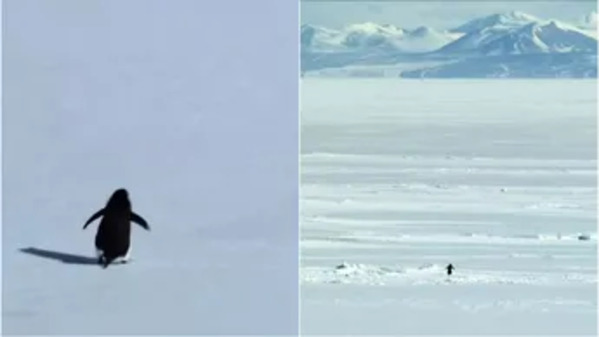 El pingüino solitario y la bandera: el origen de la tendencia viral que conquistó al futbol