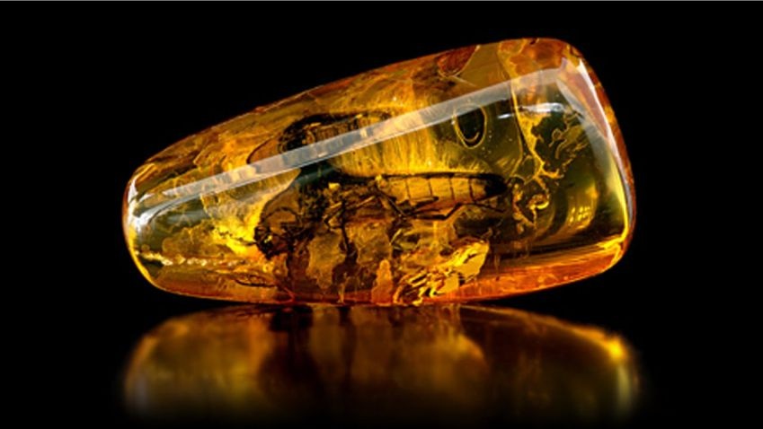 Identifican en Chiapas una especie de árbol productor de ámbar de hace 23 millones de años