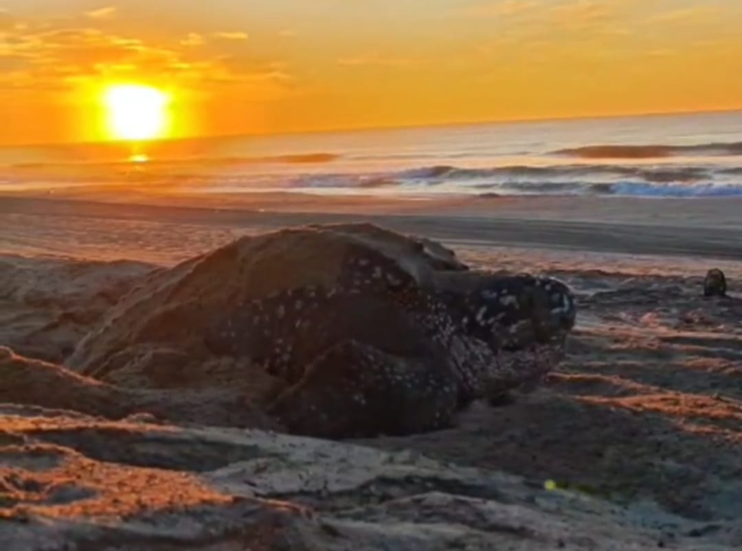 Tortuga laúd gigante anida con éxito en santuario de Oaxaca
