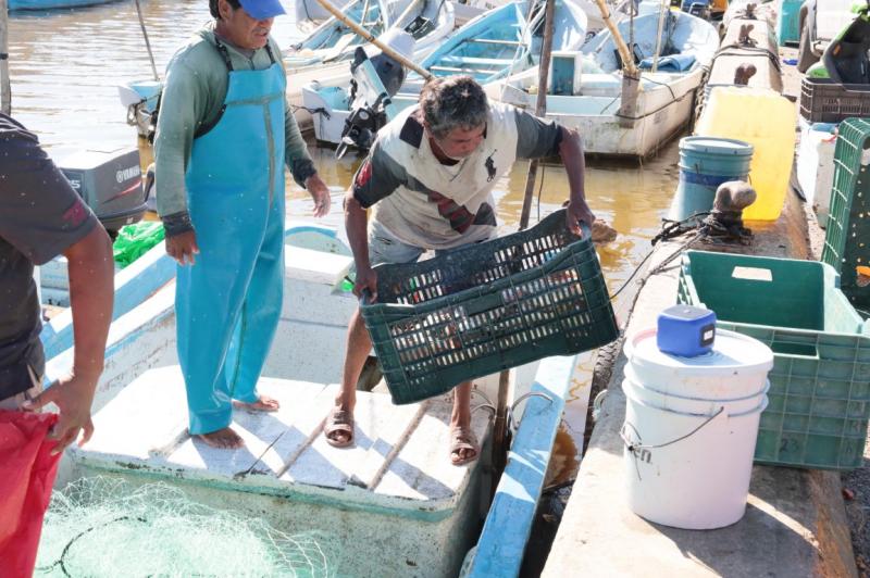 Concluye la pesca del mero e inicia la veda 2026 en Yucatán