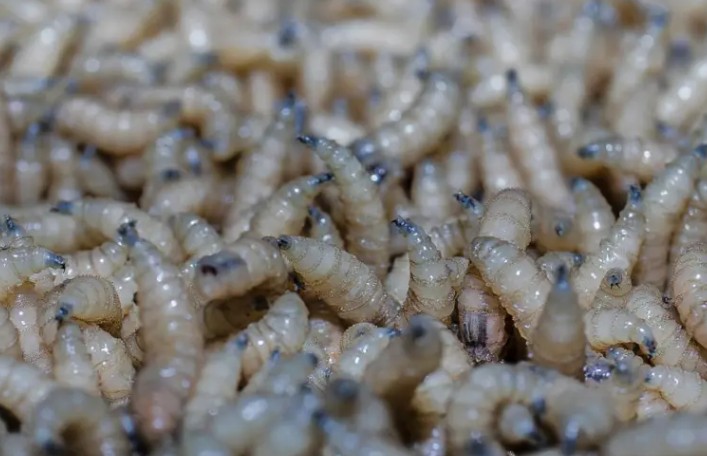 Van 135 casos humanos de miasis por gusano barrenador en México