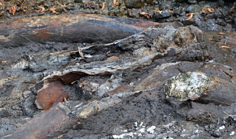 Hallan fósiles de perezoso gigante y mastodonte de al menos 10.000 años en Costa Rica