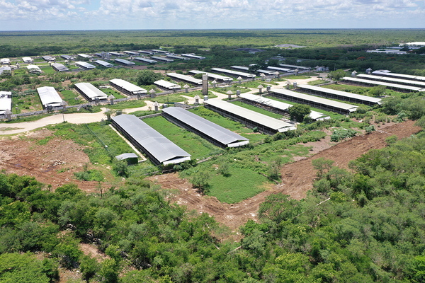 Semarnat, Profepa y SDS se unen por granjas porcícolas en Yucatán