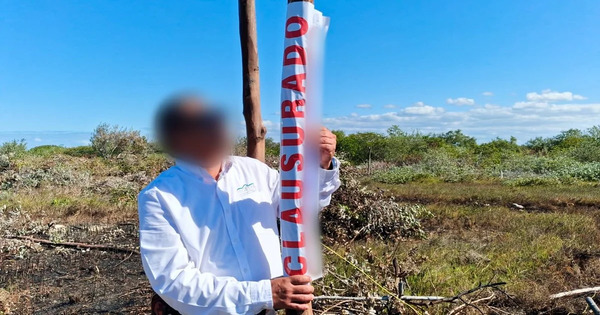 Clausuran desmonte ilegal de manglar en Progreso