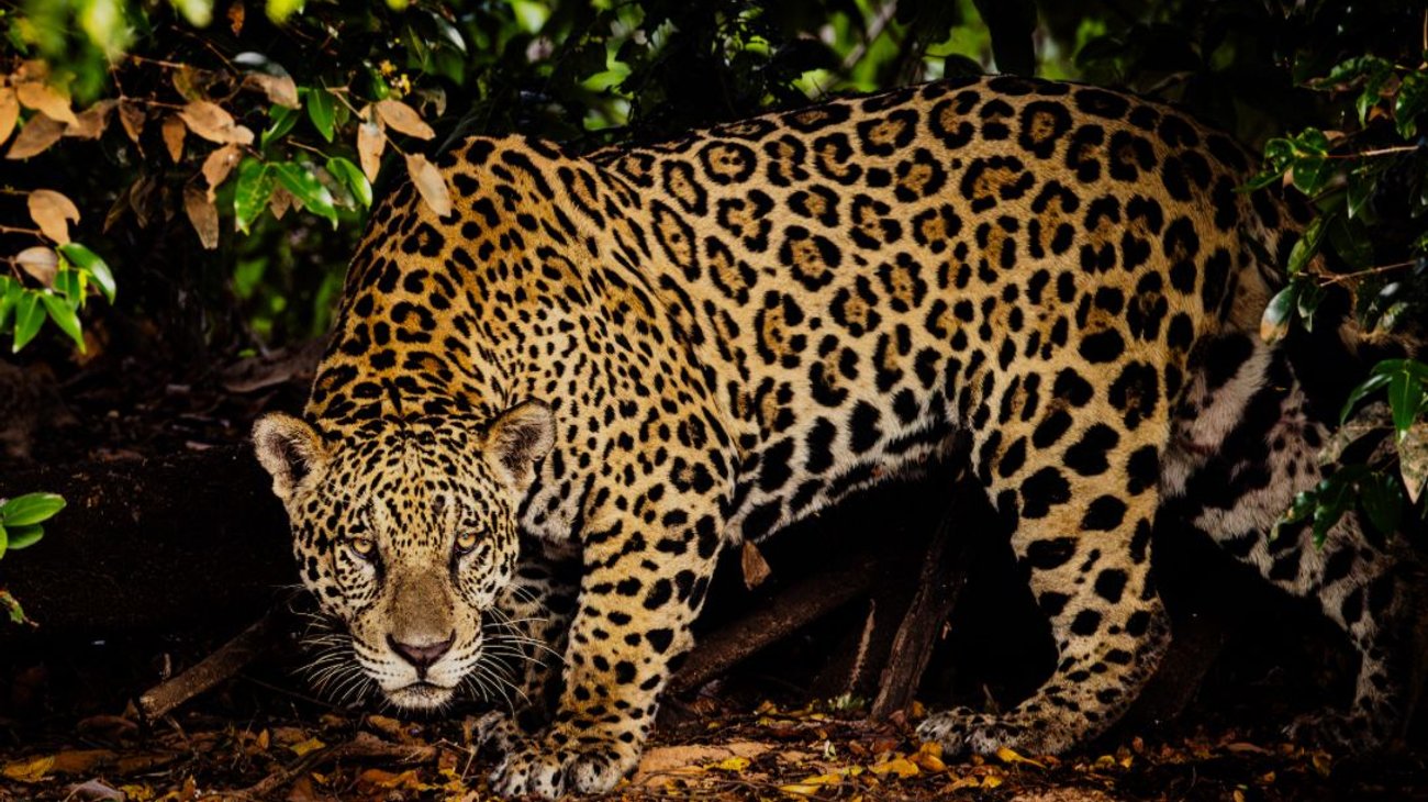 México implementa “estrategias” para la protección del jaguar en el sureste del país