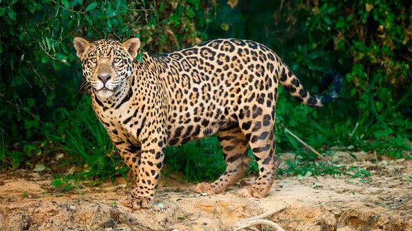 Semarnat refuerza protección del jaguar en Yucatán