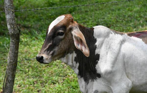 Yucatán reporta 11 nuevos casos de gusano barrenador