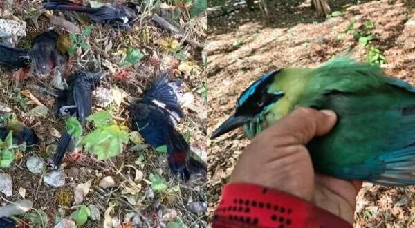 Frío inusual cobra la vida de aves nativas en Yucatán