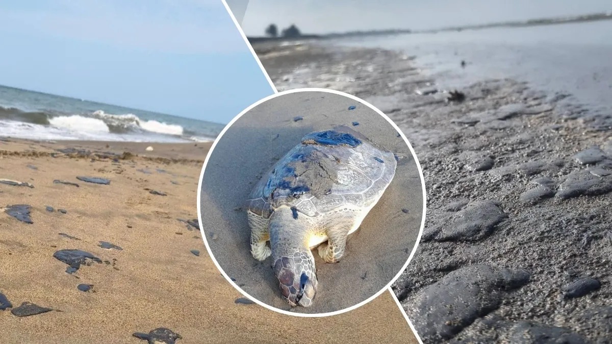 Derrame de hidrocarburo impacta campamento tortuguero en Veracruz