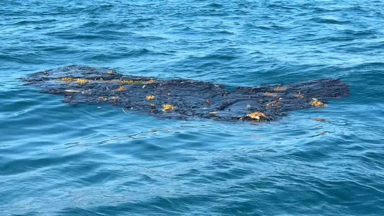 Detectan manchas de hidrocarburo en zona pesquera de Alvarado