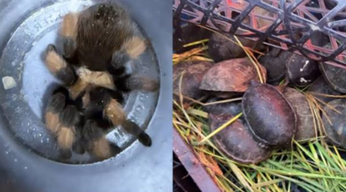 Hallan 95 animales silvestres ocultos en un autobús en Chihuahua
