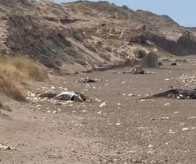 ¡Alarma en el Golfo! aparecen ballenas muertas