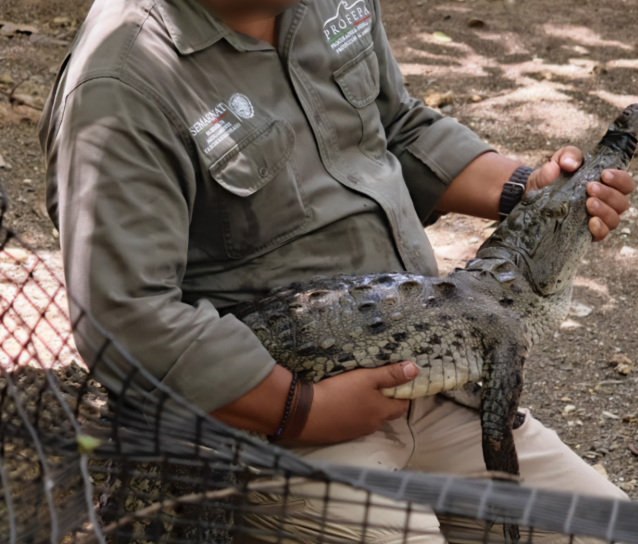 Trece cocodrilos regresan a su hábitat natural en el Cañón del Sumidero
