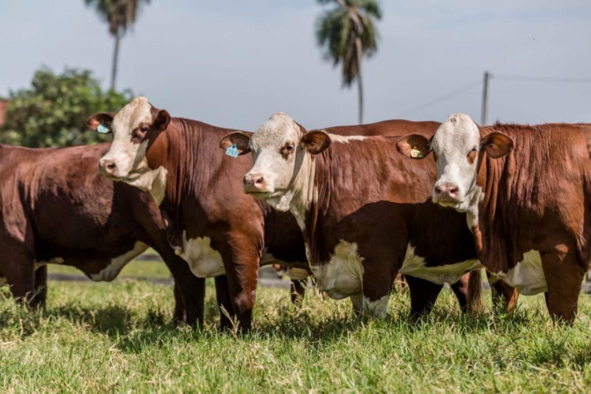 México autoriza la importación de carne de res procedente de Paraguay